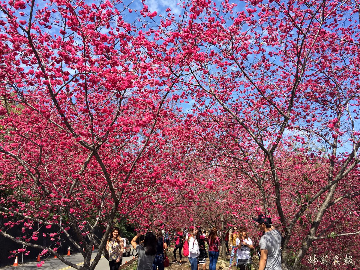 台中新社景點｜櫻花季賞花秘境 129市道大南坡 免門票