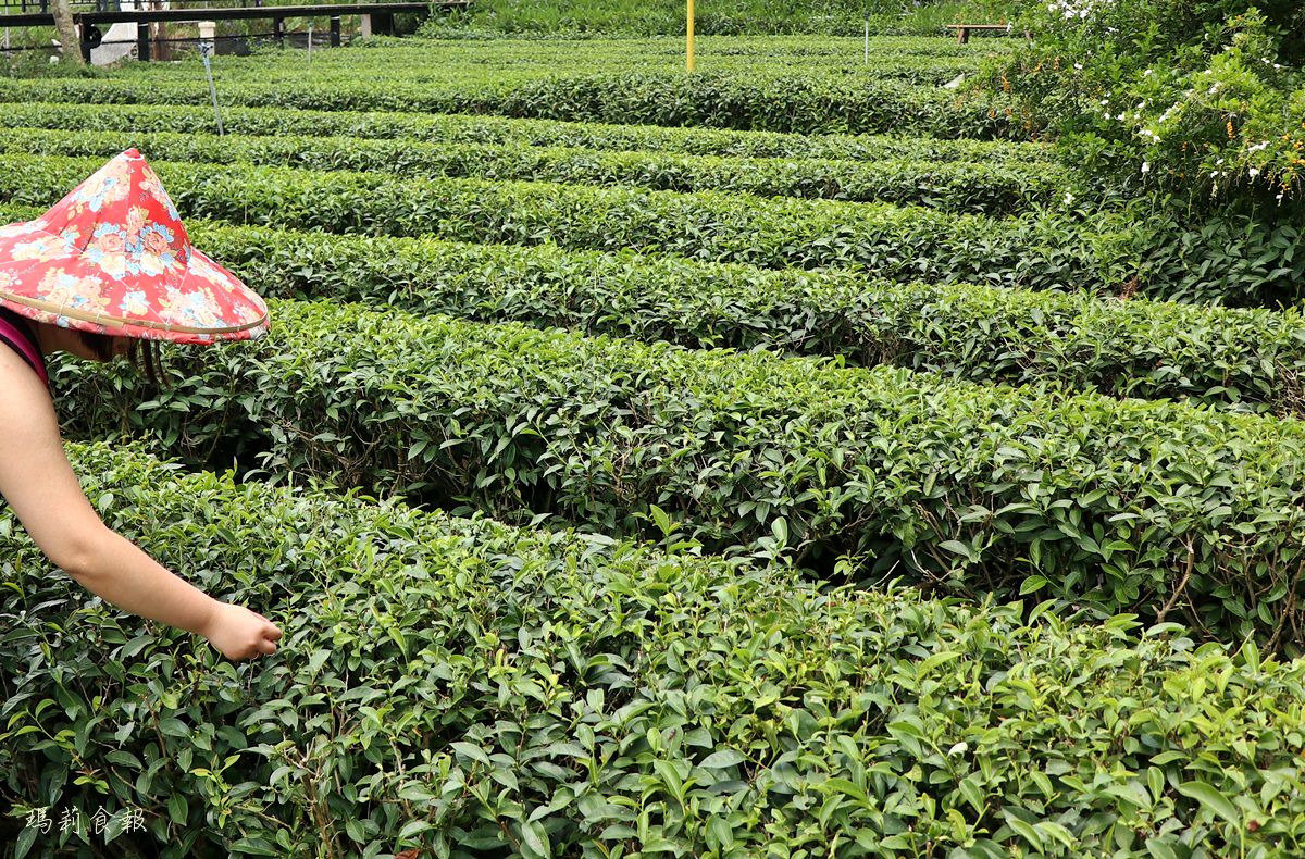 南投名間景點,茶二指故事館,茶葉博物館,巨無霸珍奶水管屋,好玩好拍,享受慢活的南投小旅行,親子景點