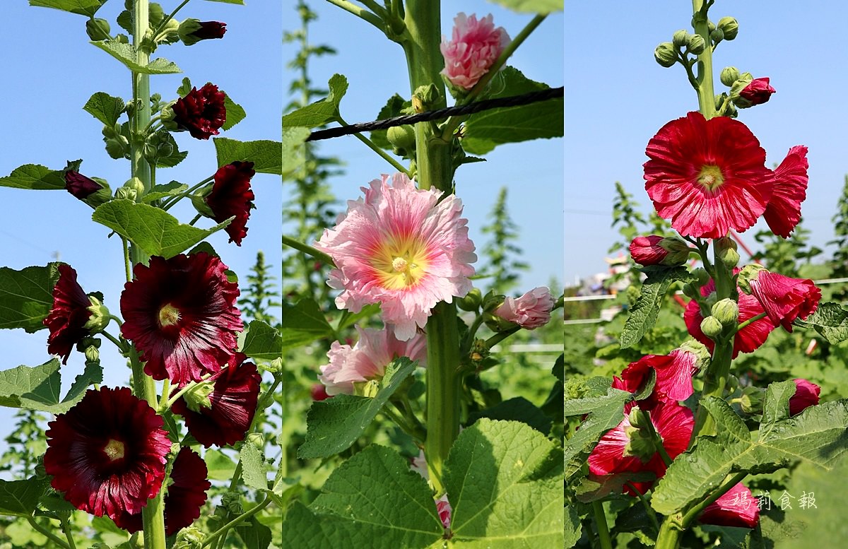 田中窯創藝園區,蜀葵花海藝術節,花海迷宮,陶藝DIY,彰化輕旅行,田中窯烤麵包必吃