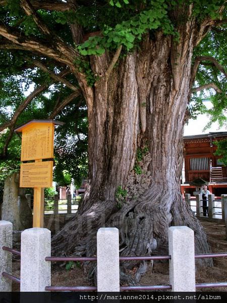 高山飛驒國分寺 (28).JPG