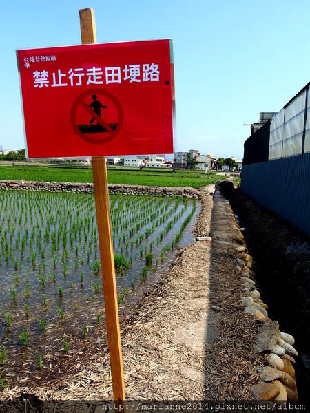 台中南屯迷失小熊 (10).JPG