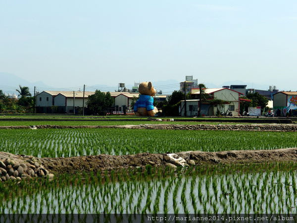 台中南屯迷失小熊 (21).JPG